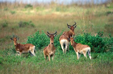 Hartebeest, alcelaphus buselaphus, Herd standing in Savanna, Masai Mara Park, Kenya