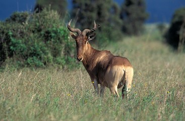 Hartebeest, alcelaphus buselaphus, Adult standing in Savanna, Masai Mara Park, Kenya