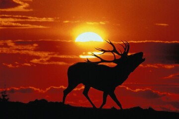 Red Deer, cervus elaphus, Stag Belling during the Rut at Sunset