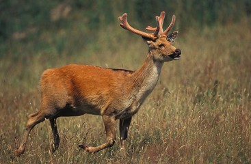 Barasingha Deer or Swamp Deer, cervus duvauceli, Male