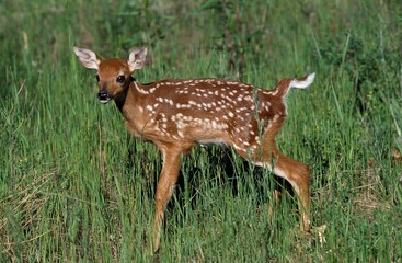 White-Tailed Deer, odocoileus virginianus, Fawn standing on Grass