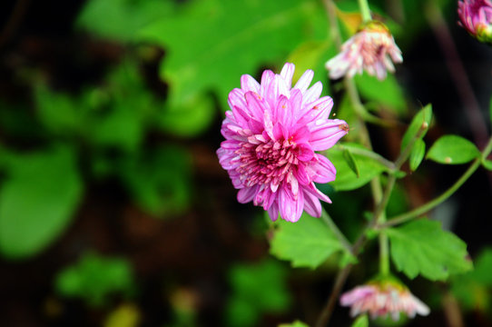 natural pink flower