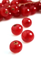 Redcurrants, ribes rubrum, Fruits against White Background