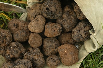 Perigord Truffle, tuber melanosporum, Drome in the South east of France