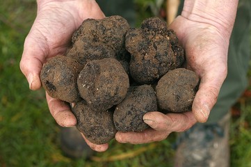 Perigord Truffle, tuber melanosporum, Drome in the South east of France