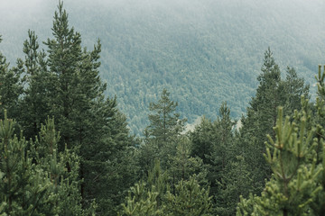 View of a beautiful foggy pine trees in the mountains