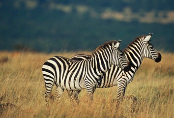 Fototapeta na wymiar Burchell's Zebra, equus burchelli, Adults in Savanna, Kenya