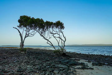 Fototapeta na wymiar View across the sea past lonely mangrove trees on the rocky shore at low tide. Hazy blue sky. Coochiemudlo Island, Queensland, Australia.