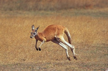 Red Kangaroo, macropus rufus, Adult running, Australia
