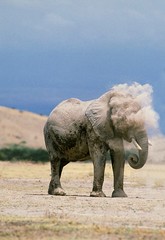 African Elephant, loxodonta africana, Adult having Dust Bath, Amboseli Park in Kenya