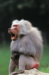 Hamadryas Baboon, papio hamadryas, Male Yawning