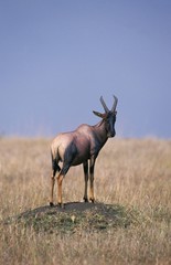Topi, damaliscus korrigum, Adult perched on Termite Hill, Looking around, Masai Mara Park in Kenya