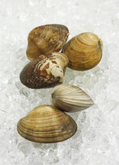 Clams, venerupis sp, Fresh Shells on Ice