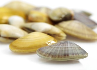 Fototapeta na wymiar Wedge Shell, donax trunculus, Shells against White Background