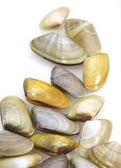 Fototapeta na wymiar Wedge Shell, donax trunculus, Shells against White Background