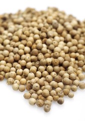 White Peppercorn, piper nigrum, Berries against White Background