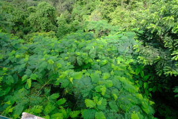 green leaf and tree in forest wallpaper