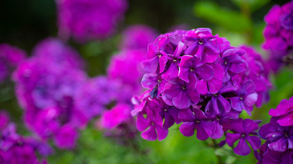 Fototapeta premium A Beautiful flower garden summer.