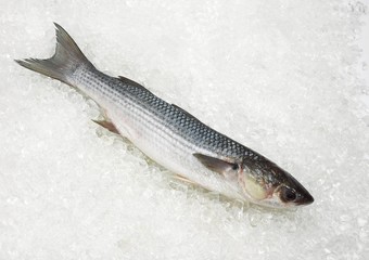 Mullet, chelon labrosus, Fresh Fish on Ice
