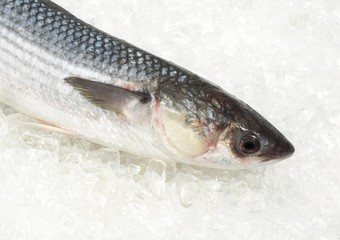 Mullet, chelon labrosus, Fresh Fish on Ice