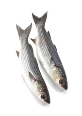 Mullet, chelon labrosus, Fresh Fishes against White Background