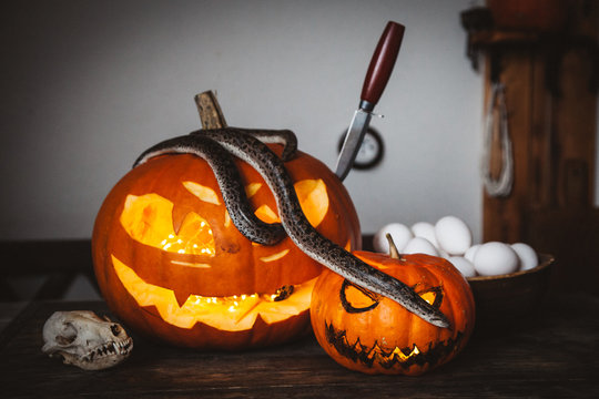 Happy Halloween. Snakes with pumpkins on a table.