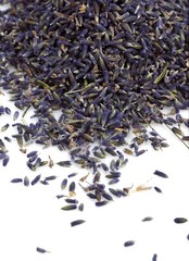 Lavender, lavandula sp, Dry Seeds