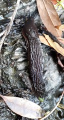 Stylommatophora - Lesma preta 