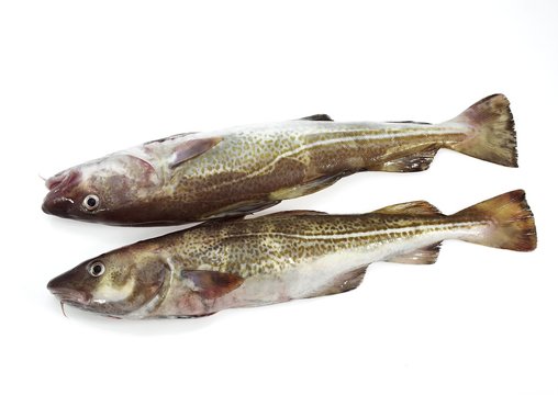 Cod, gadus morhua, Fresh Fishes against White Background