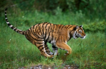 Siberian Tiger, panthera tigris altaica, Adult running
