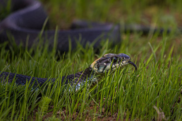 The grass snake (Natrix natrix), sometimes called the ringed snake or water snake, is a Eurasian non-venomous snake. It is often found near water and feeds almost exclusively on amphibians.