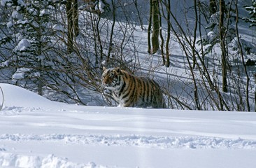 Siberian Tiger, panthera tigris altaica, Adult standing on Snow