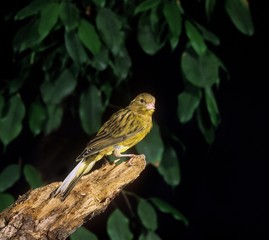 Hartz Canary or Song Canary, serinus canaria, Adult standing on Branch - obrazy, fototapety, plakaty