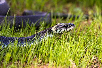 The grass snake (Natrix natrix), sometimes called the ringed snake or water snake, is a Eurasian non-venomous snake. It is often found near water and feeds almost exclusively on amphibians.