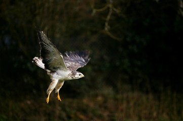 Common Buzzard, buteo buteo, Adult in Flight, Normandy