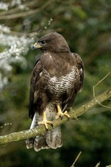 Common Buzzard, buteo buteo, Adult standing on Branch, Normandy