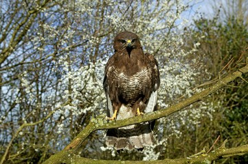 Common Buzzard, buteo buteo, Adult standing on Branch, Normandy