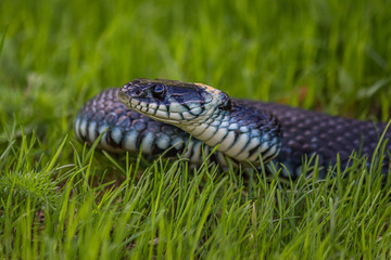The grass snake (Natrix natrix), sometimes called the ringed snake or water snake, is a Eurasian non-venomous snake. It is often found near water and feeds almost exclusively on amphibians.