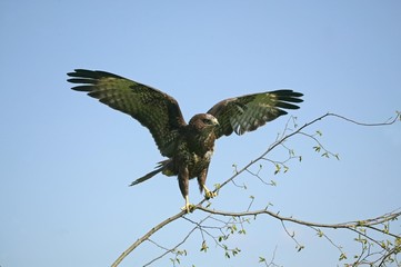 Common Buzzard, buteo buteo, Adult standing on Branch, Taking off, in Flight, Normandy