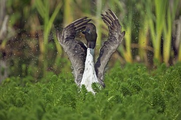Northern Pintail, anas acuta, Adult flapping Winds in Pond, Normandy