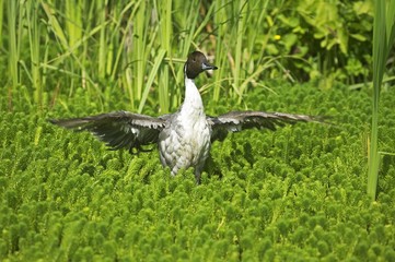 Northern Pintail, anas acuta, Adult flapping Wings, Pond in Normandy