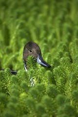 Northern Pintail, anas acuta, Adult, Head emerging from Plants, Pond in Normandy