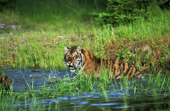 Siberian Tiger, panthera tigris altaica, Adult standing in Water