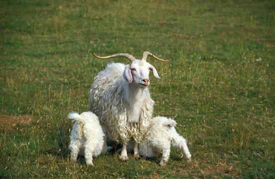 Angora Goat, Breed producing Mohair Wool, Female with Baby goat suckling