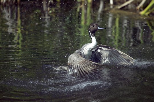 Northern Pintail, anas acuta, Adult flapping Winds in Pond, taking off, Normandy
