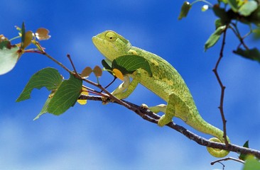Chameleon, chamaeleo sp, Adult standing on Branch against Blue Sky, Namibia