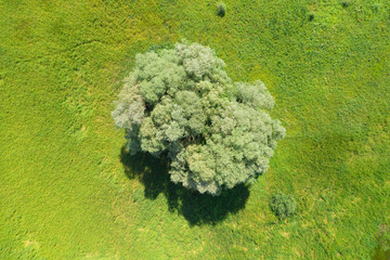 Drone view of green field with one tree