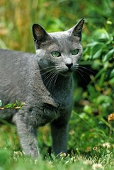Russian Blue Cat, Adult standing on Grass