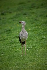 Fototapeta premium Red-Legged Seriema, cariama cristata, Adult standing on Grass