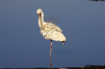 African Spoonbill, platalea alba, Adult Preening, Standing in Water, Nakuru Lake in Kenya